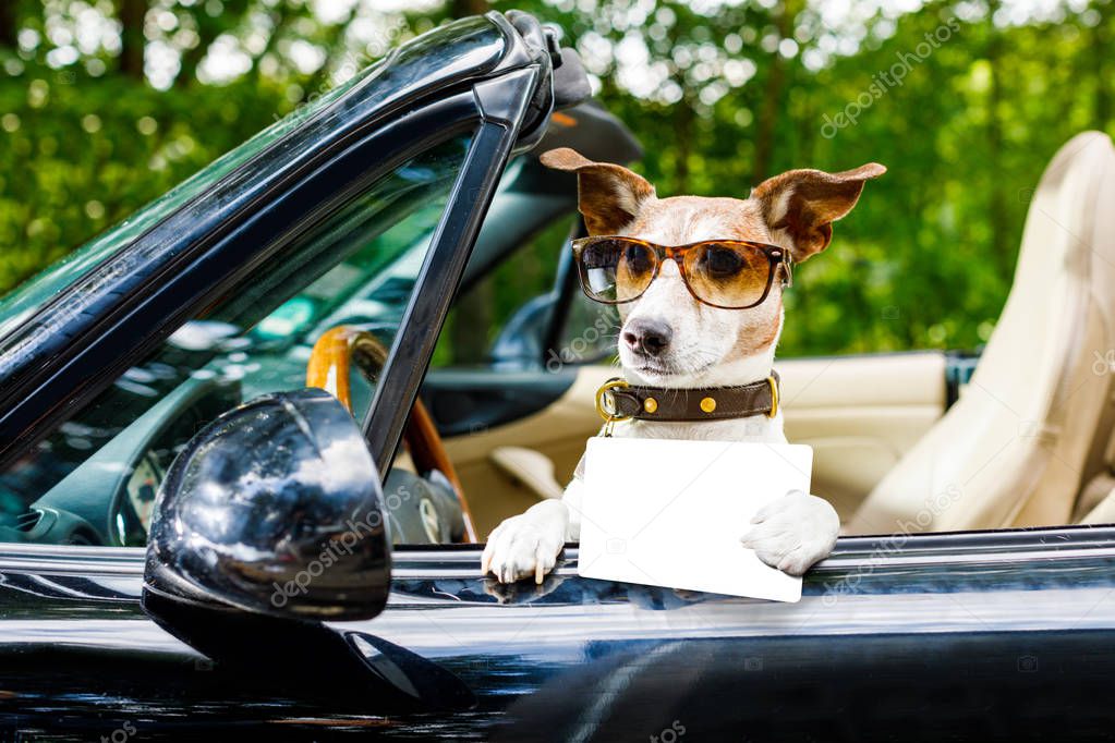 jack russell dog in a car close to the steering wheel, ready to drive fast and save , with seat belt fastened, with drivers license