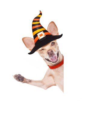 Beyaz arka plan beyaz boş başlık sayfası veya afiş poster arkasında bir cadı şapkası üzerinde Cadılar Bayramı şeytan, korkmuş ve korkmuş, chihuahua köpek izole