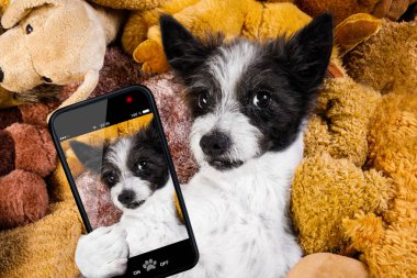 onun yatakta onun oyuncak ayılar, yorgun ve Uykulu, akıllı telefon veya telefon ile bir selfie alarak ile siesta sahip dinlenme köpek