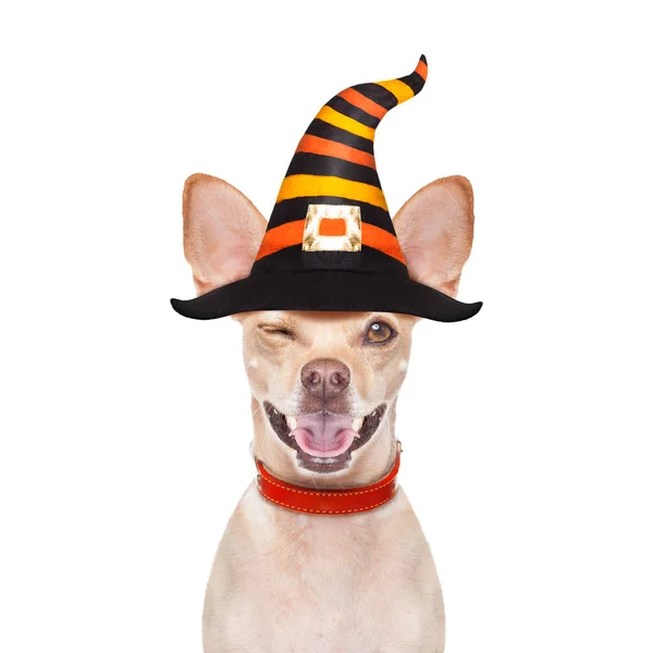 Halloween Diabo Chihuahua Cão Assustado Assustado Isolado Fundo Branco Vestindo — Fotografia de Stock