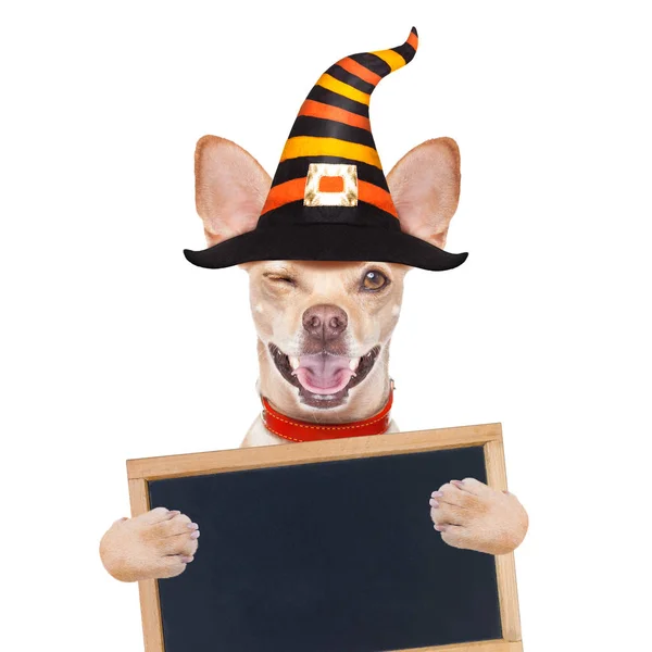 Halloween Čert Pes Chihuahua Strach Strach Izolované Bílém Pozadí Klobouk — Stock fotografie
