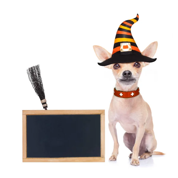 Halloween Devil Chihuahua Dog Scared Frightened Isolated White Background Wearing — Stock Photo, Image