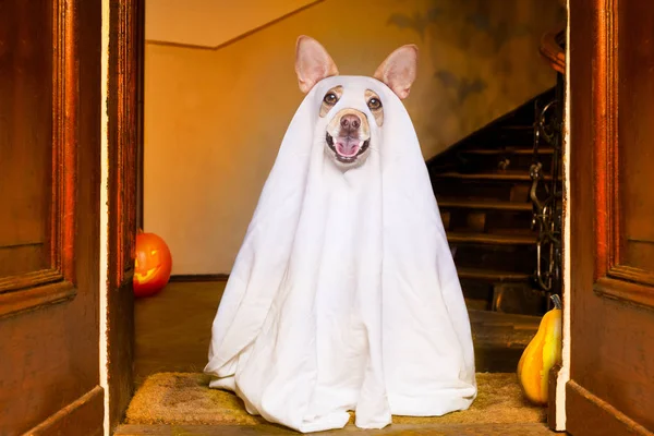 Dog Sitting Ghost Halloween Front Door Home Entrance Pumpkin Lantern — Stock Photo, Image