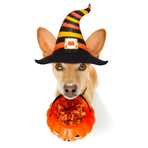 Pes Sedí Jako Duch Halloween Před Dveře Domů Vstupu Dýňové — Stock fotografie