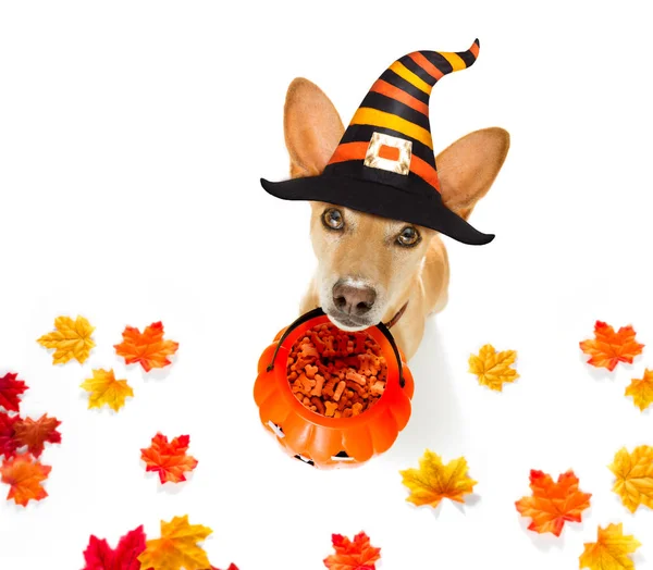 Perro Sentado Como Fantasma Para Halloween Frente Puerta Entrada Casa —  Fotos de Stock