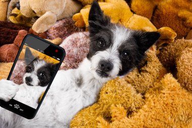 onun yatakta onun oyuncak ayılar, yorgun ve Uykulu, akıllı telefon veya telefon ile bir selfie alarak ile siesta sahip dinlenme köpek