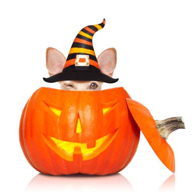 bir hayalet olarak balkabağı fener veya ışık, Cadılar Bayramı'nda oturan köpek korkunç ve ürkütücü bir hüner ya da muamele etmek için