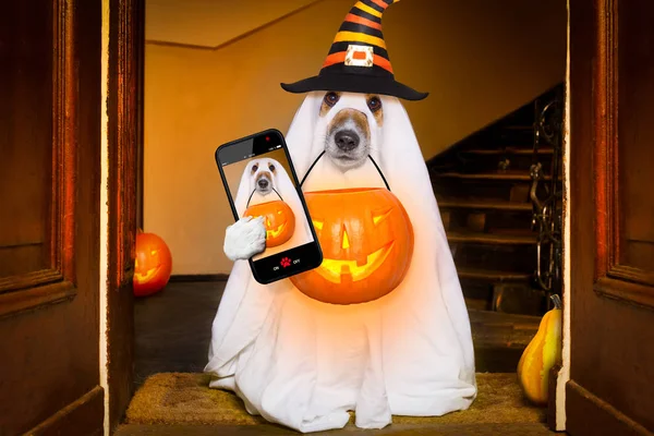 Perro Sentado Como Fantasma Para Halloween Frente Puerta Entrada Casa — Foto de Stock