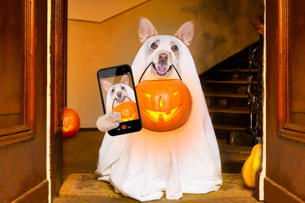 Perro Sentado Como Fantasma Para Halloween Frente Puerta Entrada Casa — Foto de Stock