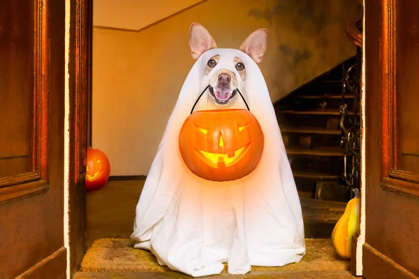 Dog Sitting Ghost Halloween Front Door Home Entrance Pumpkin Lantern — Stock Photo, Image