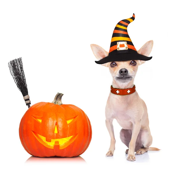 Pies Siedzi Jako Duch Halloween Dynia Latarnia Lub Światła Straszny — Zdjęcie stockowe
