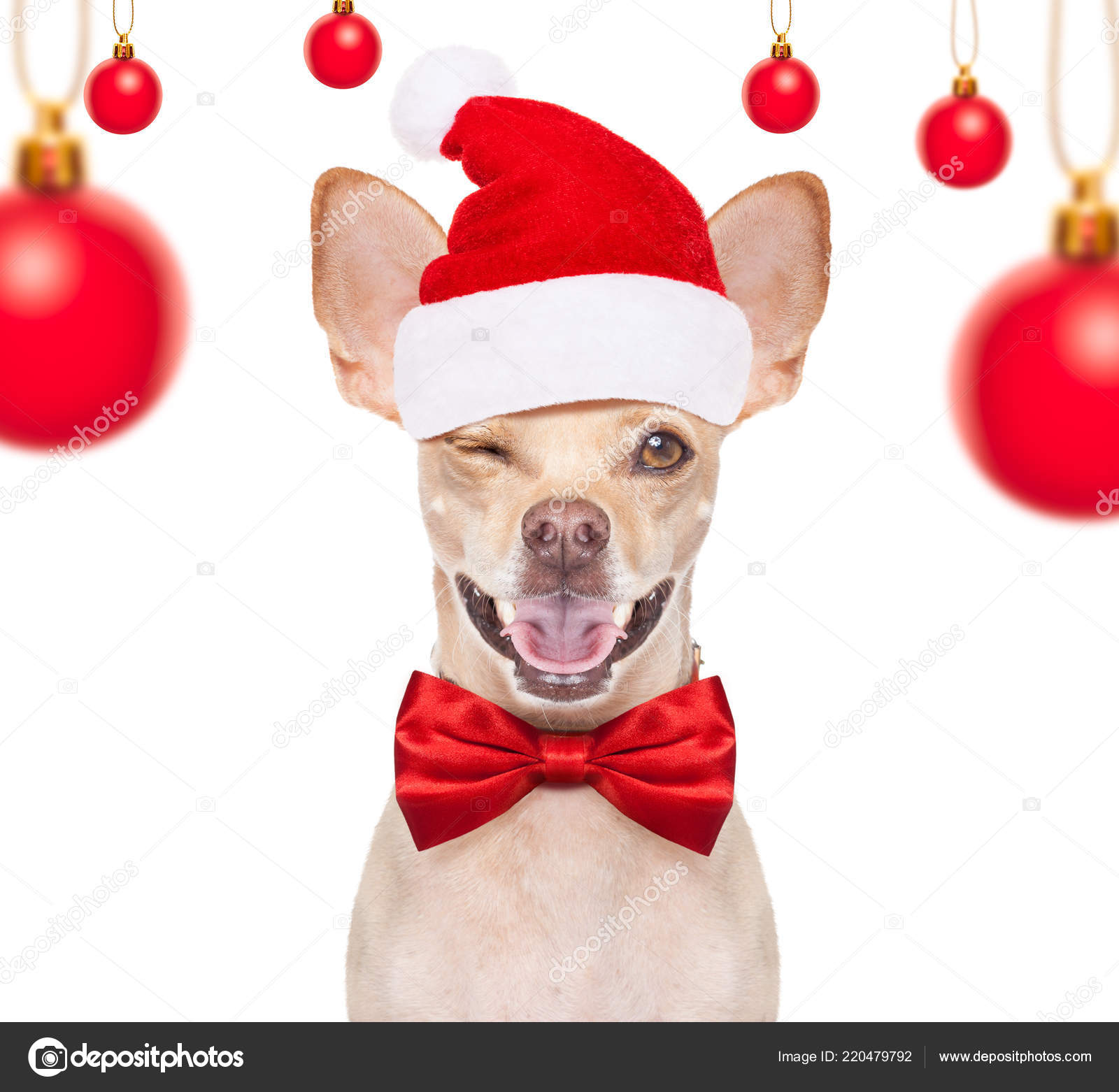 Chihuahua w/Santa Hat Ornament 