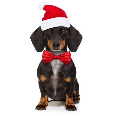 Beyaz arka plan üzerinde izole giyen kırmızı tatil şapka komik dachshund sosis Noel Baba köpek Noel sezon tatil