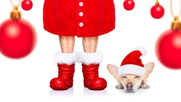 Vánoční Čivava Santa Claus Pes Izolované Bílém Pozadí Červeným Kloboukem — Stock fotografie