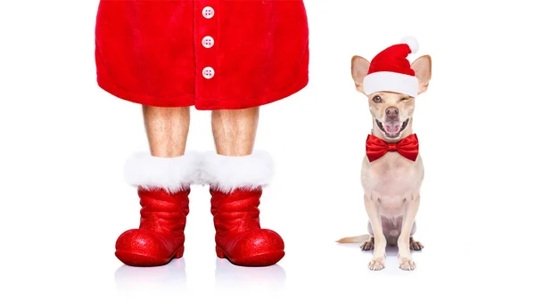 チワワ クリスマス サンタ クロース犬分離白の背景に赤い帽子とブーツの休日のため — ストック写真