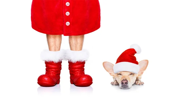 Christmas Chihuahua Santa Claus Dog Isolated White Background Red Hat — Stock Photo, Image