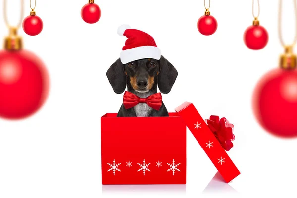 Рождественский Санта Клаус Такса Колбаса Собака Праздничный Сезон Сюрприз Подарка — стоковое фото