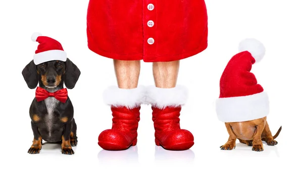 Funny Dachshund Sausage Santa Claus Dogs Christmas Season Holidays Wearing — Stock Photo, Image