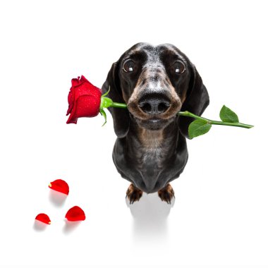 Dachshund sosis köpek mutlu sevgililer günü ağzına gül çiçek, havada uçuşan beyaz arka plan yaprakları üzerinde isaolated aşık