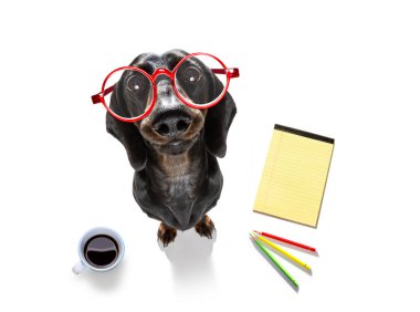 sosis dachshund ofis işçi iş adamı köpek telefon, telefon Not defteri, beyaz arka plan üzerinde izole kalem,