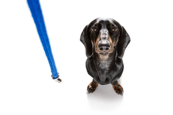 Perro Salchicha Salchicha Esperando Que Propietario Juegue Vaya Dar Paseo — Foto de Stock