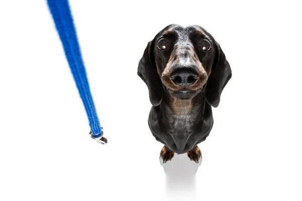Dachshund Sosis Köpeği Sahibinin Oynamasını Bekliyor Tasmalı Bir Yürüyüşe Çıkıyor — Stok fotoğraf