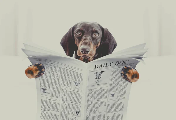 Teckel Worst Dog Lezen Van Een Krant Tijdschrift Slaapkamer Bed — Stockfoto