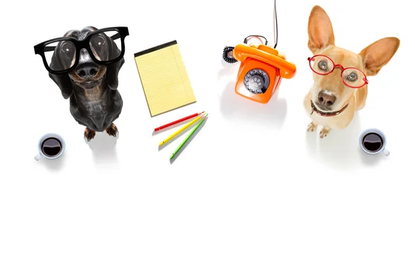 Pareja Trabajadores Oficina Hombres Negocios Perros Con Teléfono Bloc Notas — Foto de Stock