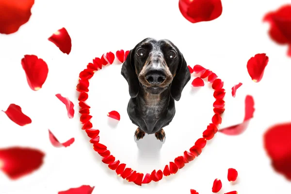 Dackel Wurst Hund Verliebt Für Glücklichen Valentinstag Mit Rosenblüte Mund — Stockfoto