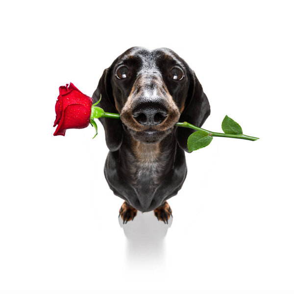 dachshund  sausage dog  in love for happy valentines day with  rose flower in  mouth , isaolated on white background petals flying around in air