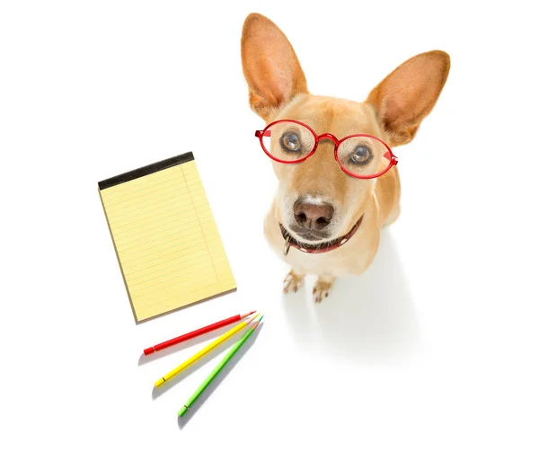 Office Arbetstagare Affärsman Hund Med Telefon Telefon Anteckningsblock Penna Isolerad — Stockfoto