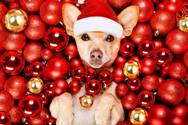 Chihuahua Podenco Cane Con Cappello Babbo Natale Vacanze Natale Poggiando — Foto Stock