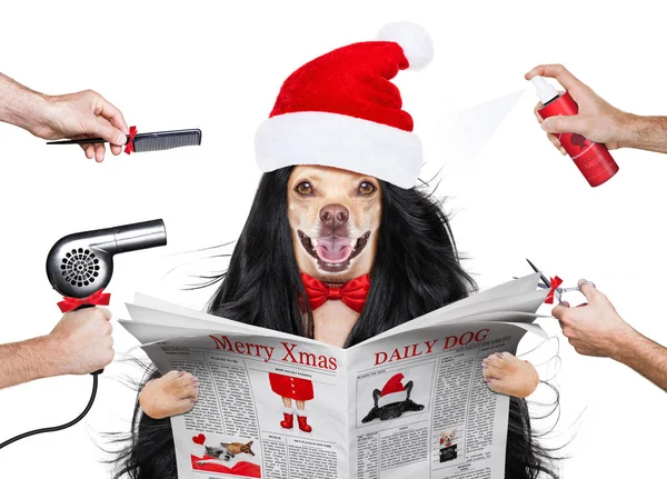 Friseurhund Mit Kamm Schere Trockner Und Spray Wellness Salon Weihnachten — Stockfoto