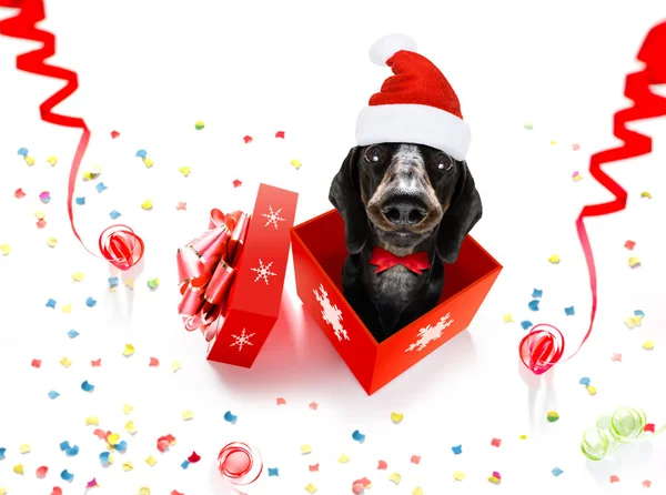 Navidad Santa Claus Perro Salchicha Dachshund Como Sorpresa Temporada Vacaciones —  Fotos de Stock