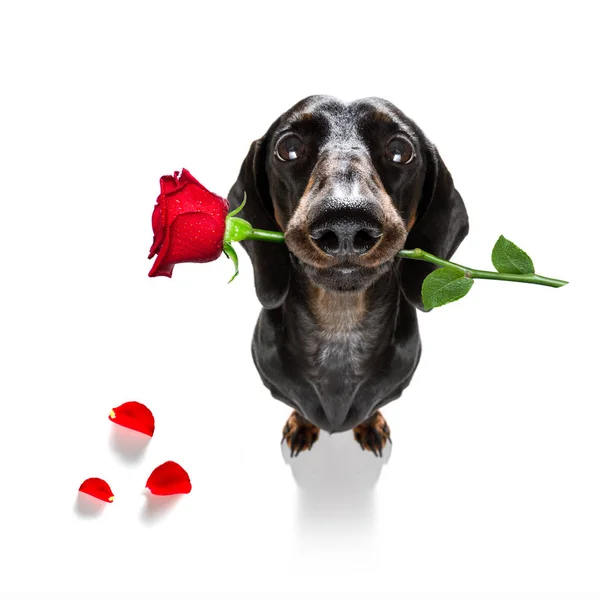 Dachshund Sausage Dog Love Happy Valentines Day Rose Flower Mouth Royalty Free Stock Photos