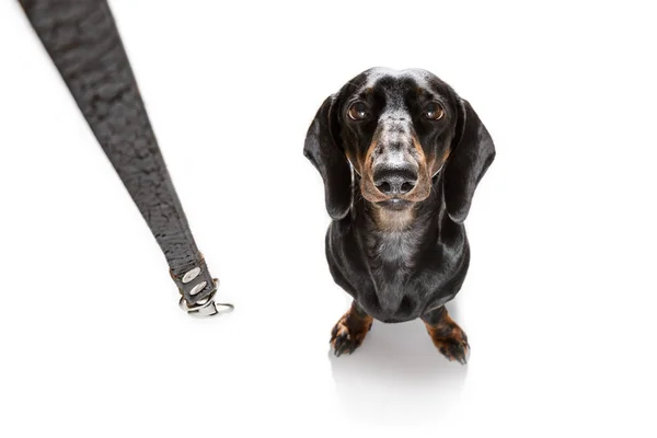 Tax Eller Korv Hund Väntar Ägaren Att Spela Och Promenad — Stockfoto