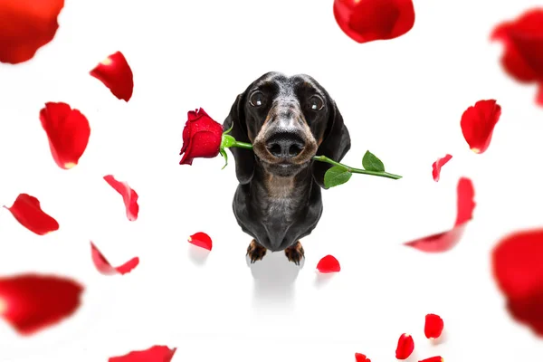 Dackel Wurst Hund Verliebt Für Glücklichen Valentinstag Mit Rosenblüte Mund — Stockfoto