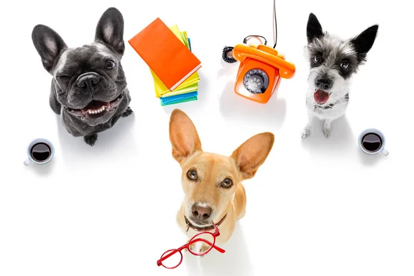 Ζευγάρι Γραφείο Εργαζόμενος Επιχειρηματίας Σκύλων Τηλέφωνο Τηλέφωνο Σημειωματάριο Μολύβι Απομονώνονται — Φωτογραφία Αρχείου