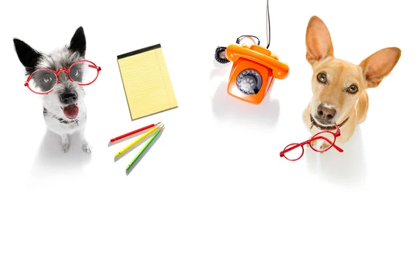 携帯電話のメモ帳 白い背景で隔離のオフィス ワーカー実業家犬のカップル — ストック写真