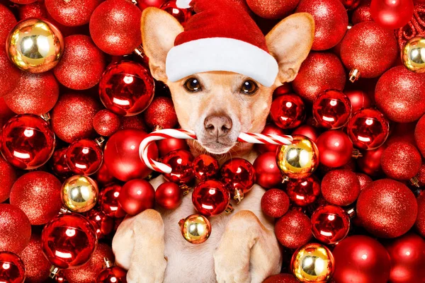 吉娃娃波登科狗与圣诞老人的帽子为圣诞节假期休息在圣诞球背景与糖果棒 — 图库照片
