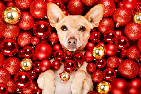 Chihuahua Podenco Hond Met Kerstman Hoed Voor Kerstvakantie Rusten Een — Stockfoto