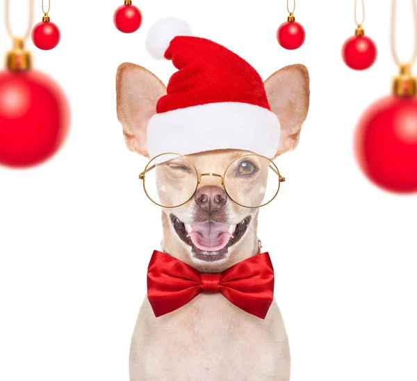 Jul Chihuahua Jultomten Dog Isolerad Vit Bakgrund Med Röd Hatt — Stockfoto