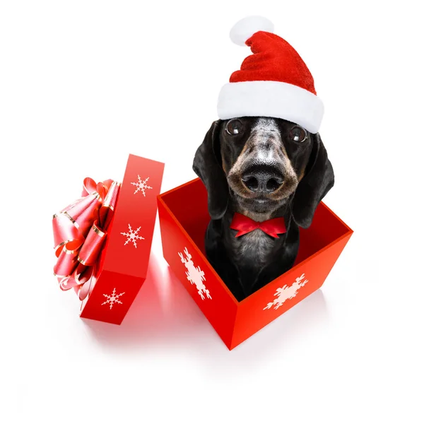圣诞节圣诞老人腊肠香肠狗作为节日惊喜出礼物或礼物盒与红帽 查出的白色背景 — 图库照片