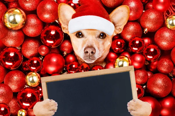 Pies Chihuahua Podenco Santa Claus Kapelusz Święta Bożego Narodzenia Odpoczynku — Zdjęcie stockowe