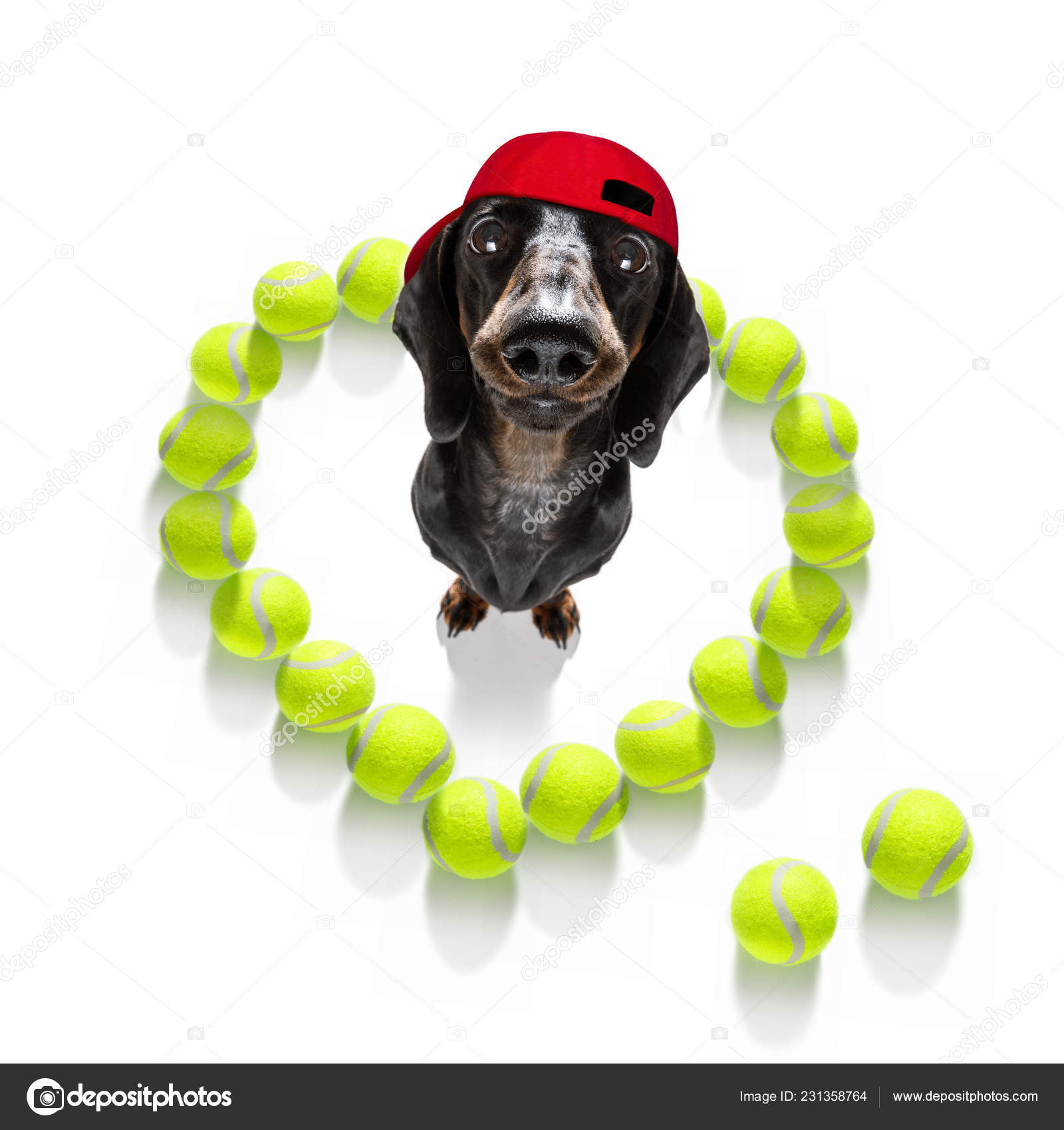 Scarica Gratis Images Chien Teckel Saucisse Pret Jouer Amuser Avec Proprietaire Tennis le plus cool par
