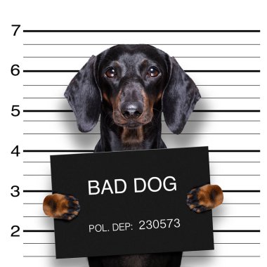 Dachshund sosis köpeği polis karakolunda sabıka fotoğrafı olarak bir afiş tutuyor.