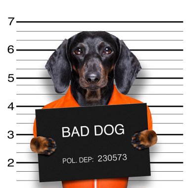 Dachshund sosis köpeği polis karakolunda sabıka fotoğrafı olarak bir afiş tutuyor.