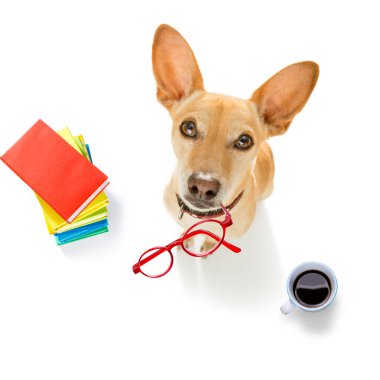 Chihuahua köpek gözlüklü Sekreter olarak veya kırmızı eski ile operatör arama telefon veya retro Klasik telefon