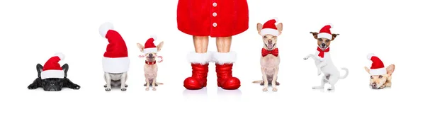Christmas Santa Claus Rij Van Honden Geïsoleerd Een Witte Achtergrond — Stockfoto