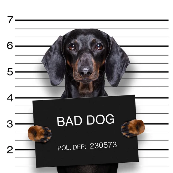 Dackel Wursthund Mit Polizeifahne Als Mugshot Foto Bei Der Polizei — Stockfoto
